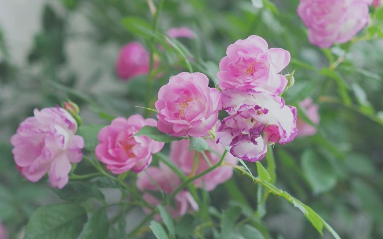 粉色蔷薇花唯美高清桌面壁纸