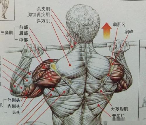 三角肌是控制着手臂的方向与力量,不是大受力肌肉,是灵活