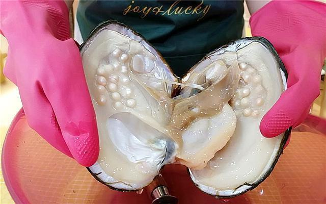 珍珠是由珍珠产生的,并不是鲛人的眼泪,浅谈珍珠蚌的养殖方法