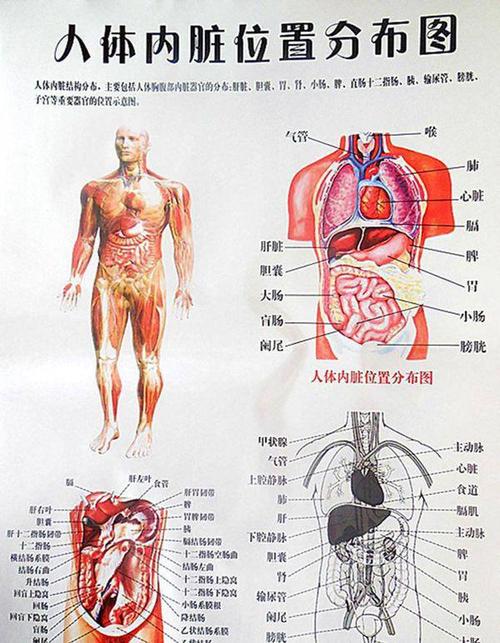 人体内脏全图