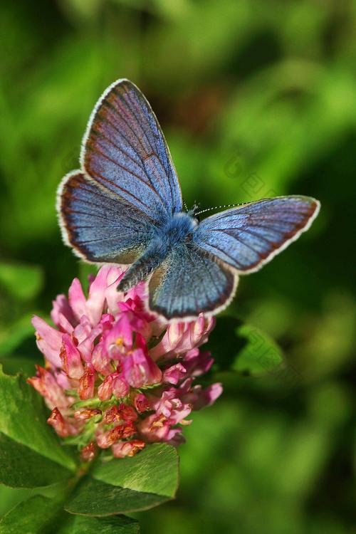 在红三叶草花上的蓝蝴蝶
