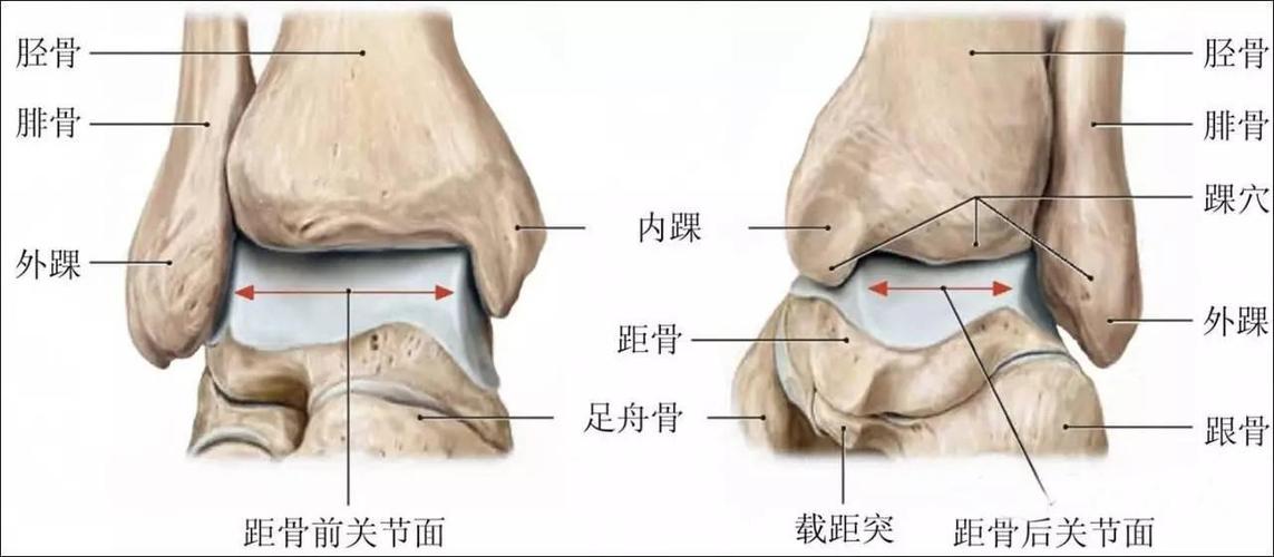 较深而内踝胫骨较短踝穴较浅,故踝关节更易发生内翻扭伤,外踝韧带包括