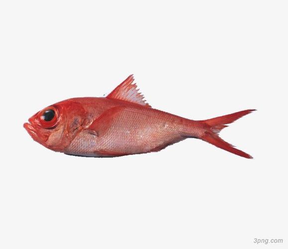 红色的大眼鱼png素材透明免抠图片动植人物