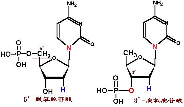 一般由c,h,o,n,p五种元素组成.脱氧核苷酸是脱氧核糖核酸的