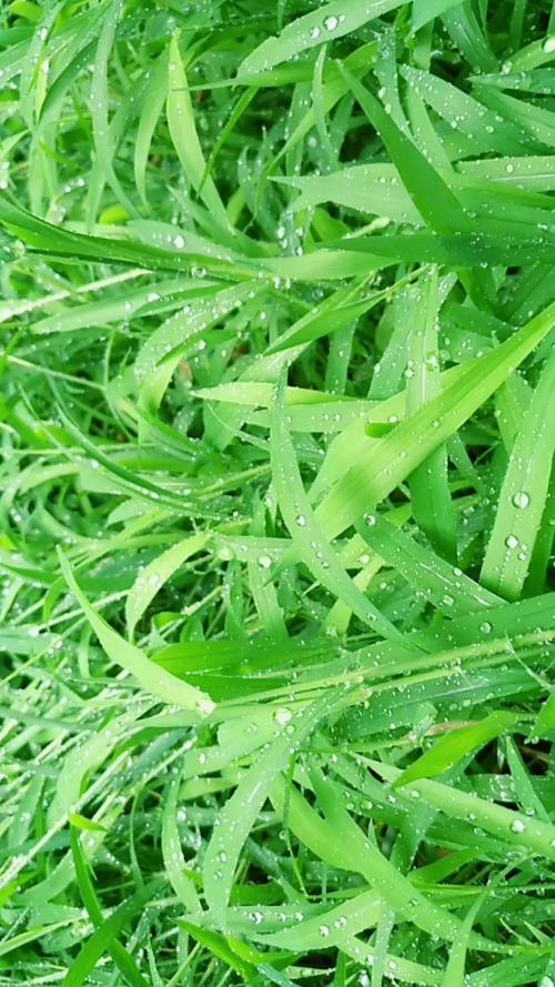 雨后青草,满眼的绿色