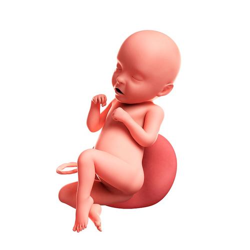 31周胎儿,图片图片