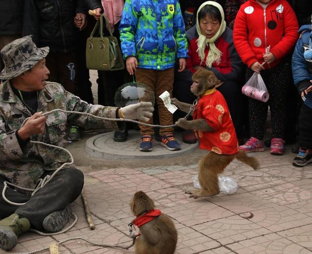 来自河南新野的耍猴艺人,一天收入不足50块,猴子都要饿死了!