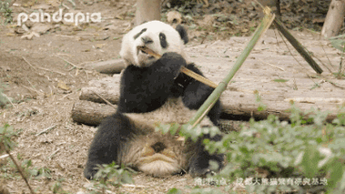 当熊孩子遇上好脾气熊猫麻麻