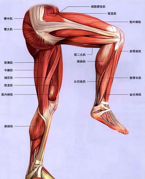 整形医生韩炜:从解剖学角度解读大腿吸脂|塑形|手术|抽脂|肌肉_网易