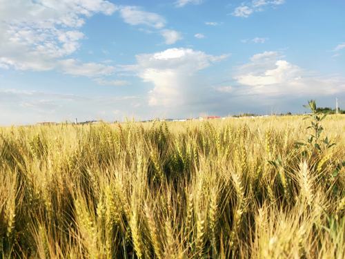 的喜悦——五原县塔尔湖镇春光七队的千亩连片有机无公害小麦喜获丰收