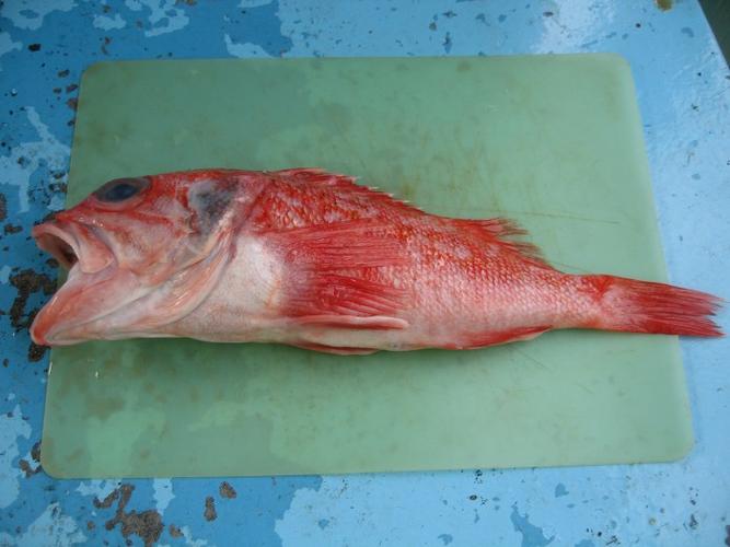 日本福岛附近再次发现超标辐射鱼距上次已过去两年
