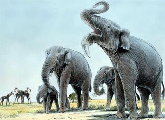 远古时期的恐象有多可怕是地球上最大的大象比猛犸象还要大