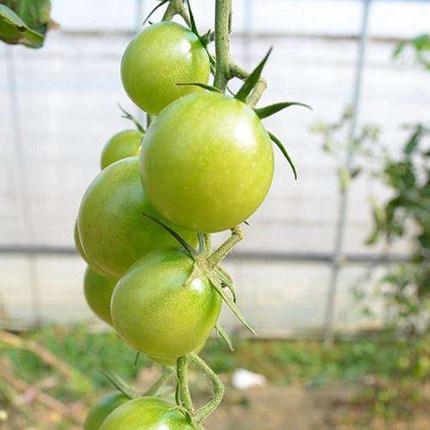 开年大吉绿宝石番茄500g小番茄迷你绿西红柿青色