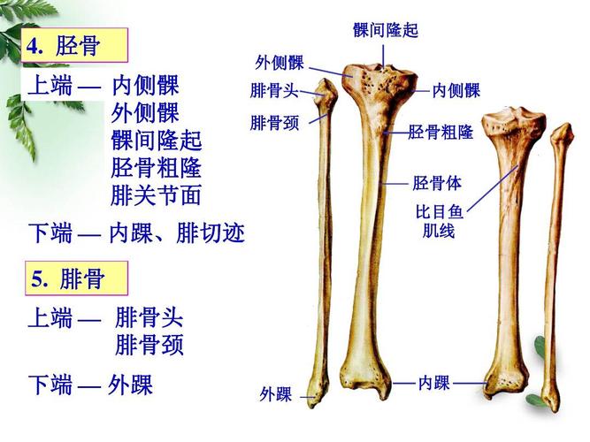 201509解剖学-运动系统-四肢骨及其连结(临床专业)ppt