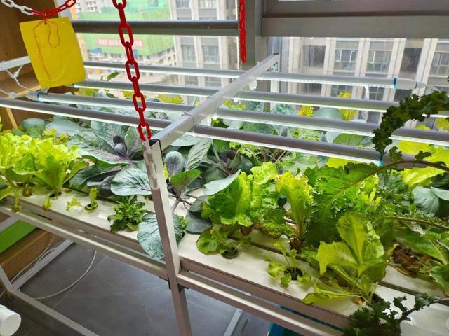 室内无土栽培种植技术你用过这些吗?很适合水培蔬菜生长