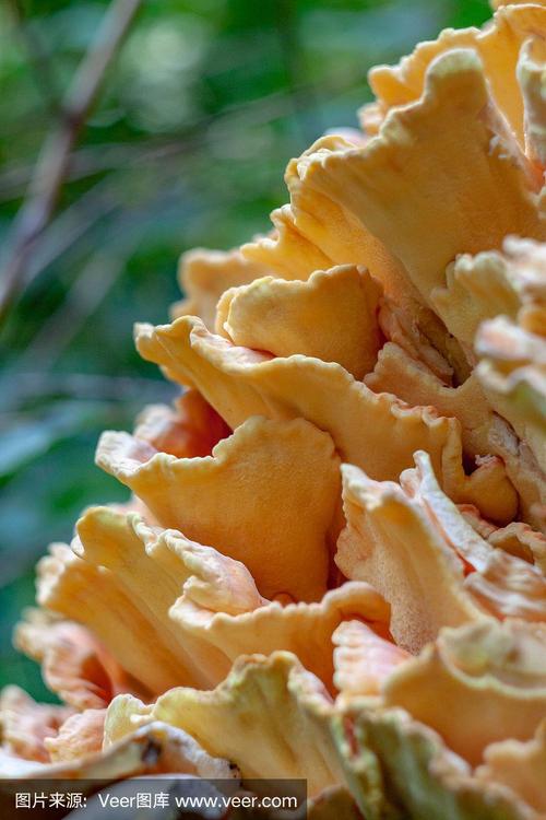 橙色蘑菇,树上的鸡