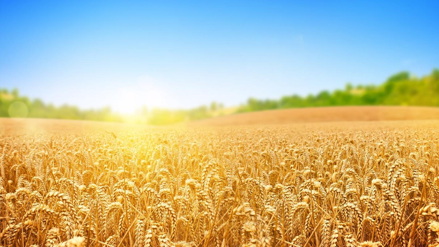 金色的小麦风景图片电脑壁纸