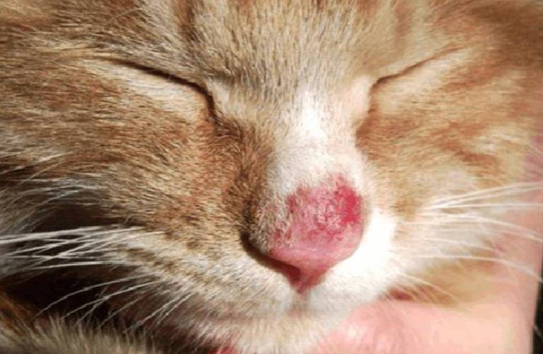 原创冷知识猫咪出现皮屑很要命稍有不慎就会传染人如何预防治疗