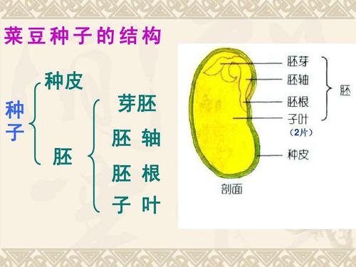 菜豆种子的结构 种皮 种 子 胚 芽胚 胚 轴 胚 根 子 叶 (2片)