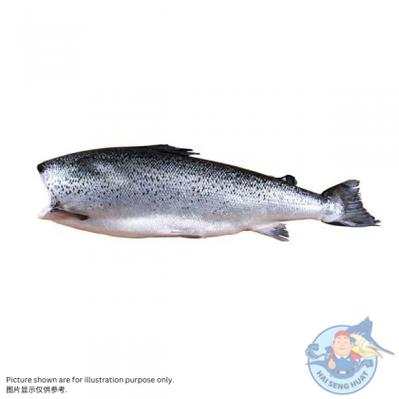 atlantic salmon | 三文鱼 【headless 无头】