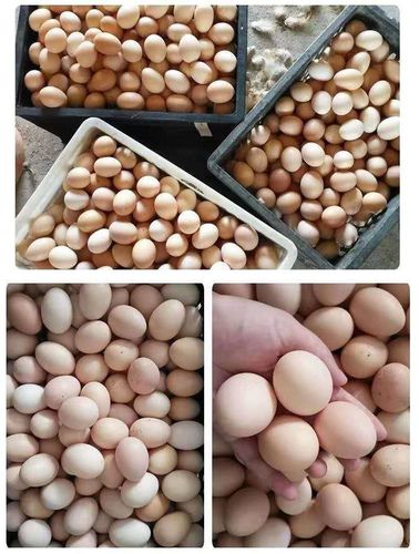 棠鲜生海南文昌新鲜农家鸡种蛋103050枚土鸡蛋受精蛋纯种蛋可孵化50枚