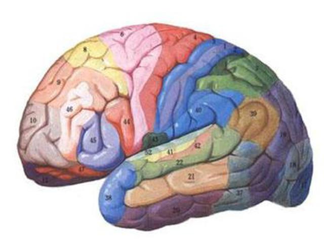 大脑皮层功能分区