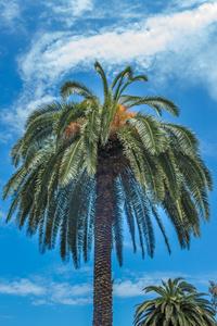 棕榈树在蓝蓝的天空图片