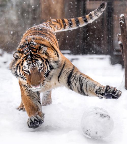 雪中玩耍的虎虎好可爱好有活力