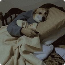 睡觉,狗的表情包动态gif表情图片 - 找表情上表情家