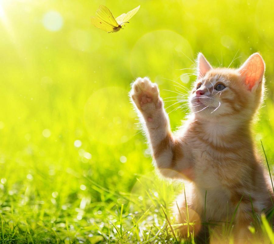 阳光 绿草地 小猫 捉蝴蝶