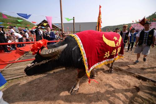 传递云贵非遗文化 首届斗牛狂欢节在北京静之湖开幕