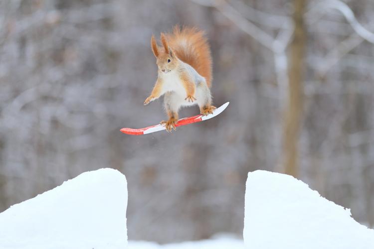 红松鼠变身"滑雪高手" 雪地中欢乐跳跃太萌了