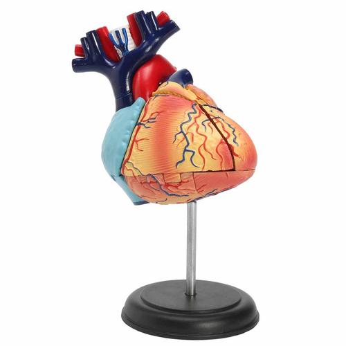 4d disassembled anatomical human heart model anatomy