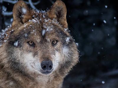 郊狼特写毛皮狼,照片  |wolf狼的肖像狼canislupus站在岩石背景