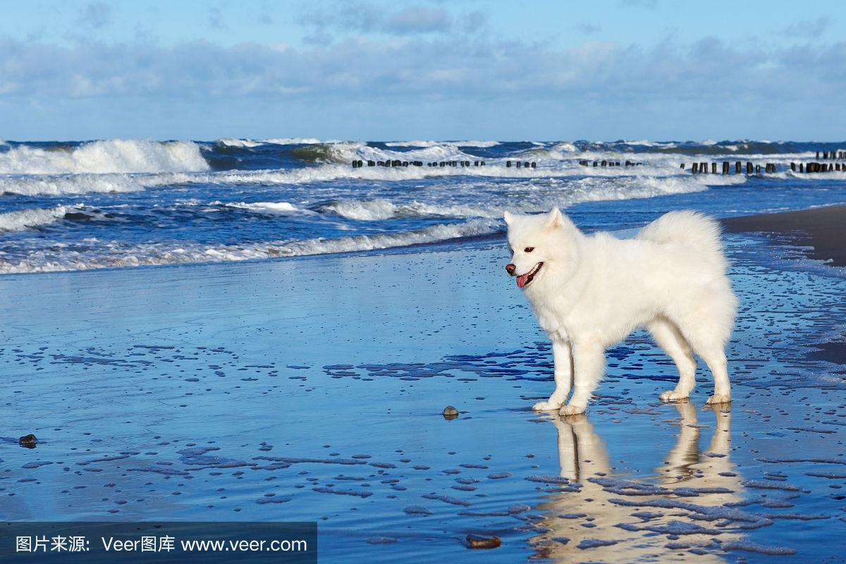 阳光明媚,白狗萨摩耶站在海边