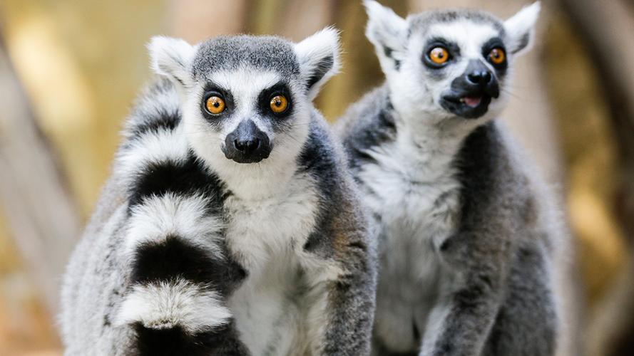 eating less enables lemurs to live longer