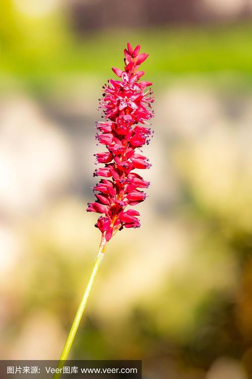 一朵红虎杖花的花