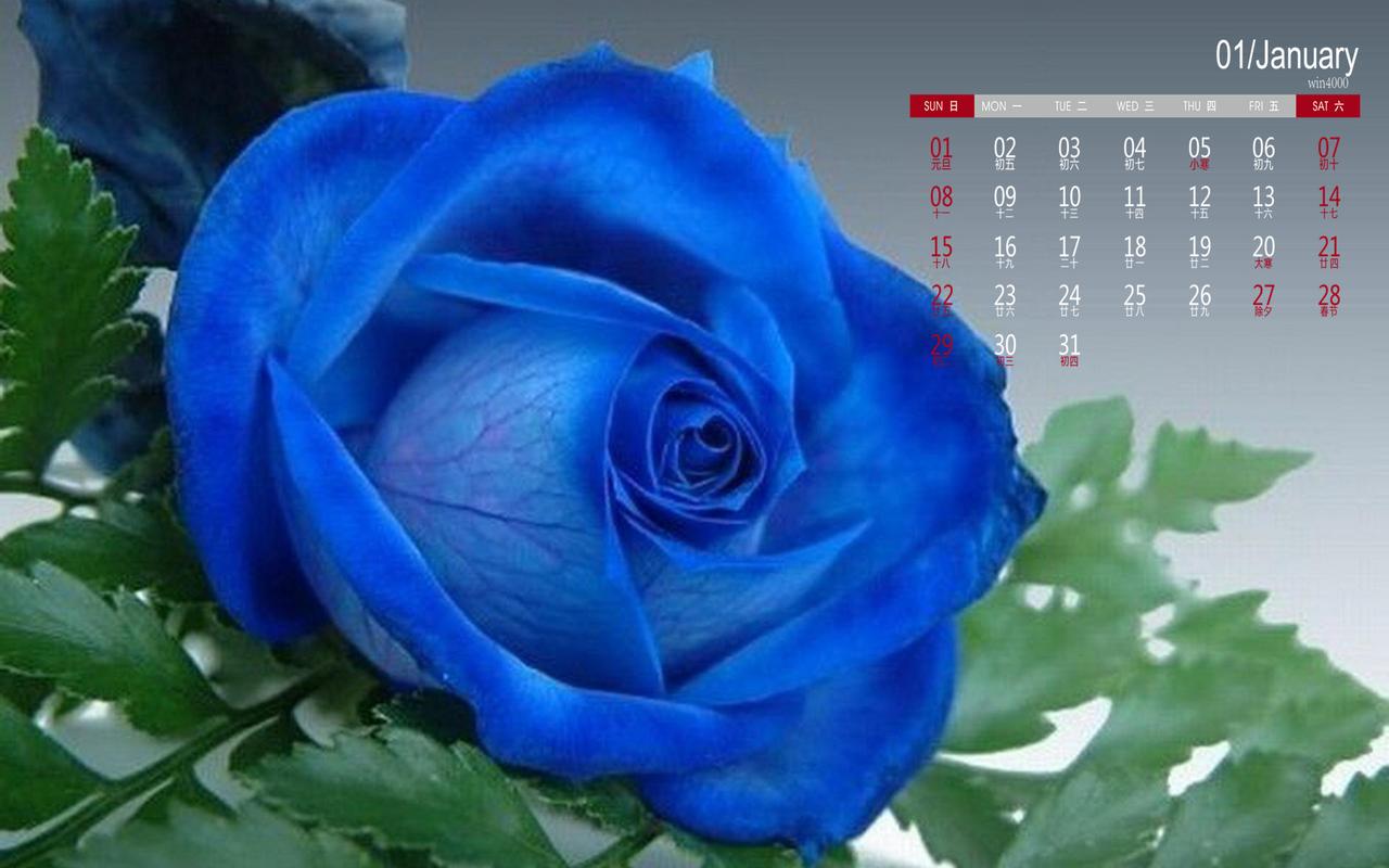 2017年1月唯美蓝玫瑰高清日历壁纸
