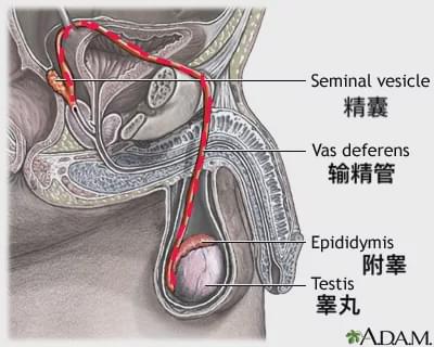精子产生于睾丸中,由输精管传送,再混合着其他液体(前列腺液等)形成