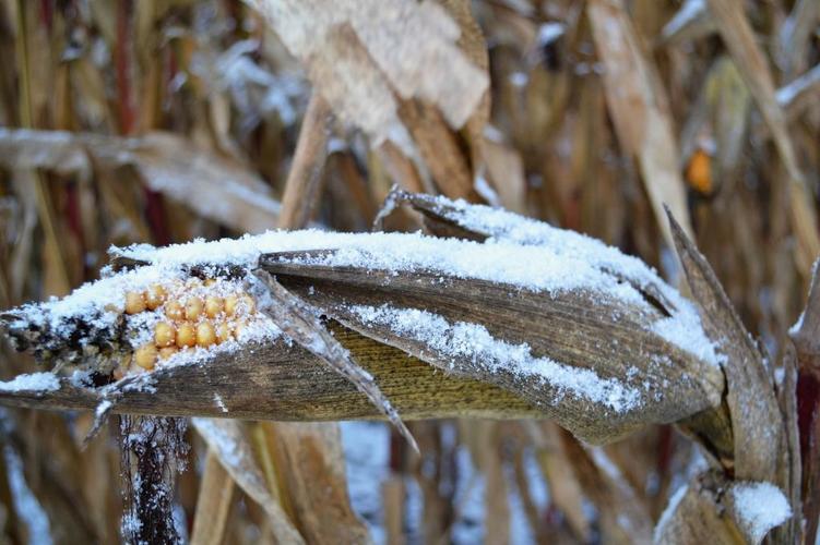 玉米棒,雪,玉米,冬天,冻结,农业,关闭