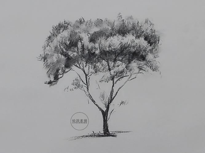 素描风景基础单棵树画法