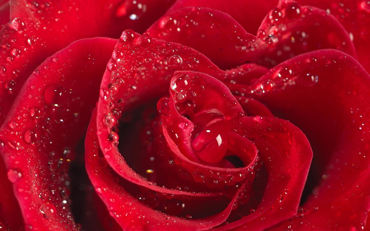 浪漫七夕情人节唯美红色玫瑰电脑壁纸图片