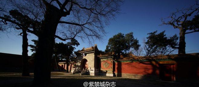 故宫英华殿菩提树下,photo by@大团棉花任超 2北京
