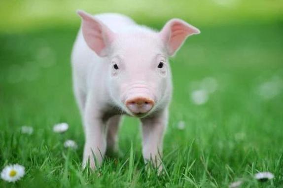 生肖猪今年多少岁 生肖猪2023年的运势1,属猪的今年多大属猪的今年