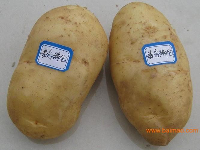 供应低价格早熟马铃薯种子费乌瑞它品种