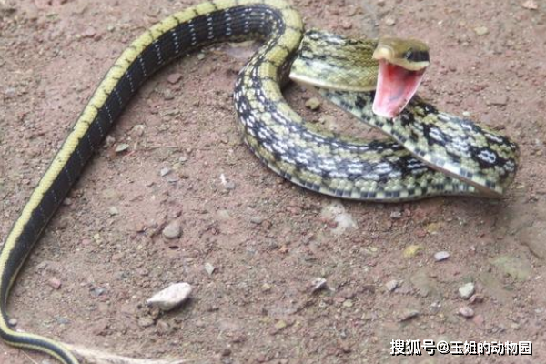 常见的一种大型无毒蛇,在南方地区广泛分布,在陕西,安徽,江苏,湖南