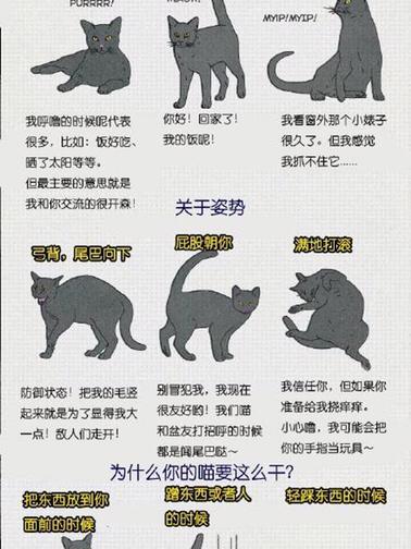 日本画手图解猫咪动作的含义