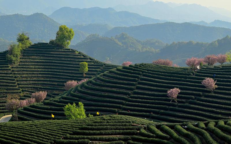 茶山与晚樱,最美妙的组合「杭州富阳拔山」