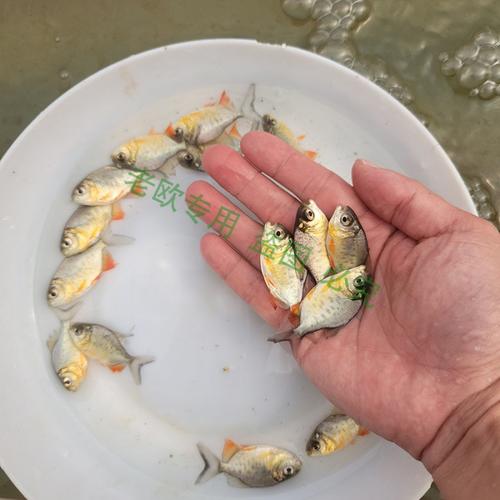 广东鱼场淡水白鲳鱼苗大型食肉鲳鱼苗鱼缸鱼塘养殖红腹鲳鱼苗 3-5厘米