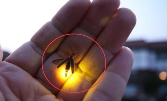 四川出现巨型萤火虫身长达5厘米身上挂着30多个灯笼